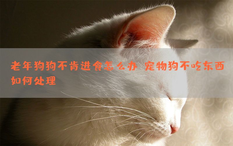 老年狗狗不肯进食怎么办？宠物狗不吃东西如何处理