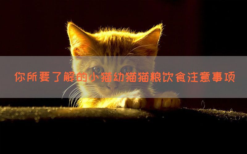 你所要了解的小猫幼猫猫粮饮食注意事项