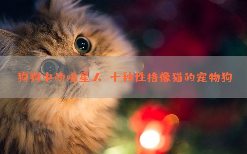 狗狗中的喵星人：十种性格像猫的宠物狗