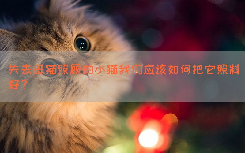 失去母猫照顾的小猫我们应该如何把它照料好？