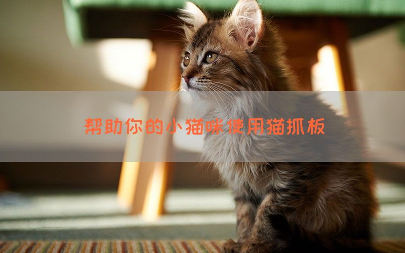 帮助你的小猫咪使用猫抓板(图1)