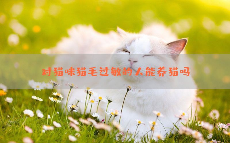 对猫咪猫毛过敏的人能养猫吗？