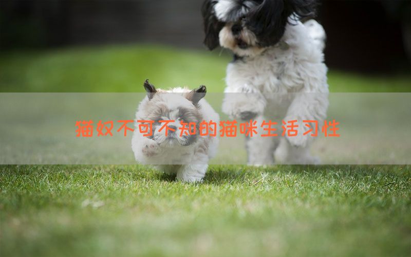 猫奴不可不知的猫咪生活习性