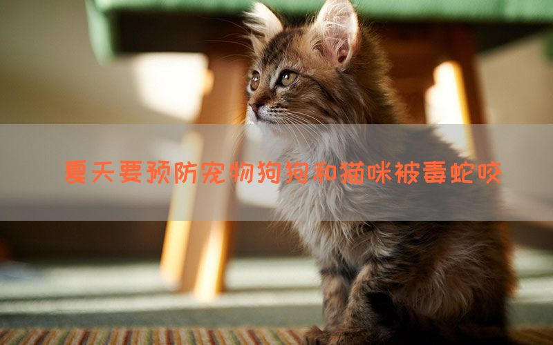 夏天要预防宠物狗狗和猫咪被毒蛇咬