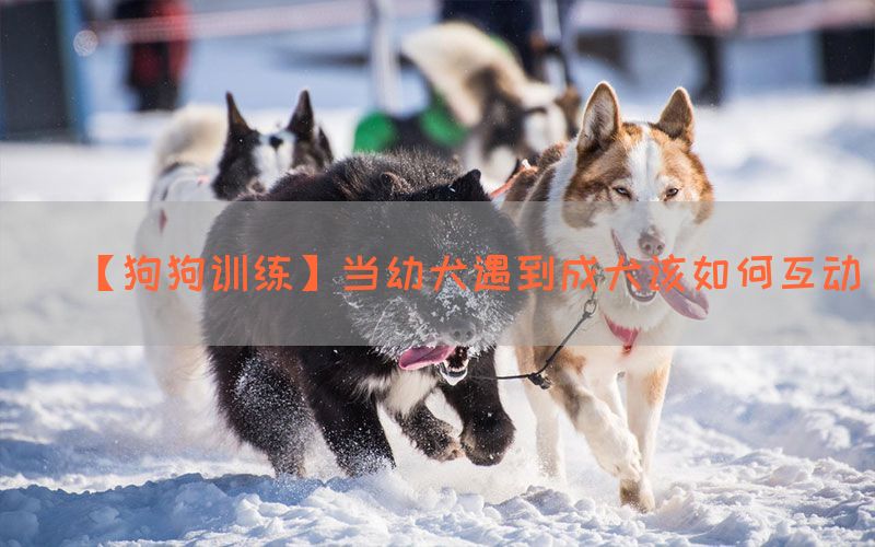 【狗狗训练】当幼犬遇到成犬该如何互动