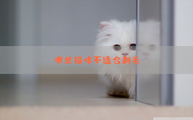 哪些猫咪不适合剃毛？(图1)