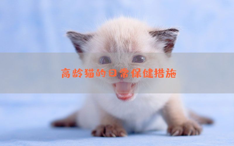 高龄猫的日常保健措施