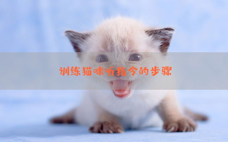 训练猫咪听指令的步骤