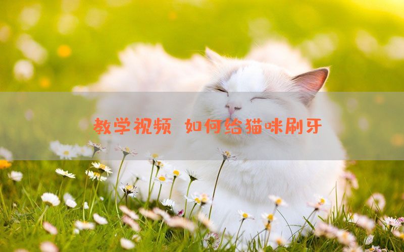 【教学视频】如何给猫咪刷牙