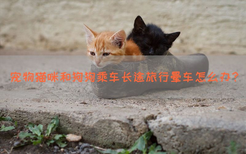 宠物猫咪和狗狗乘车长途旅行晕车怎么办？