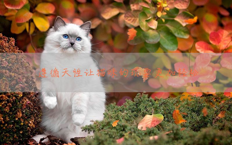 遵循天性让猫咪的玩耍更加轻松