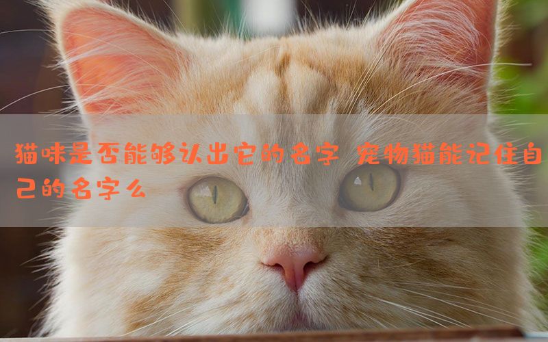 猫咪是否能够认出它的名字？宠物猫能记住自己的名字么？