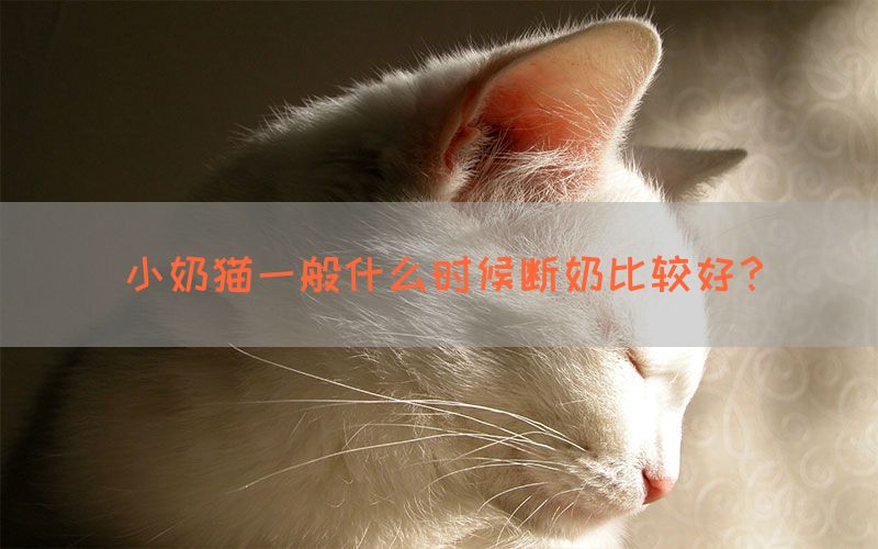 小奶猫一般什么时候断奶比较好？(图1)