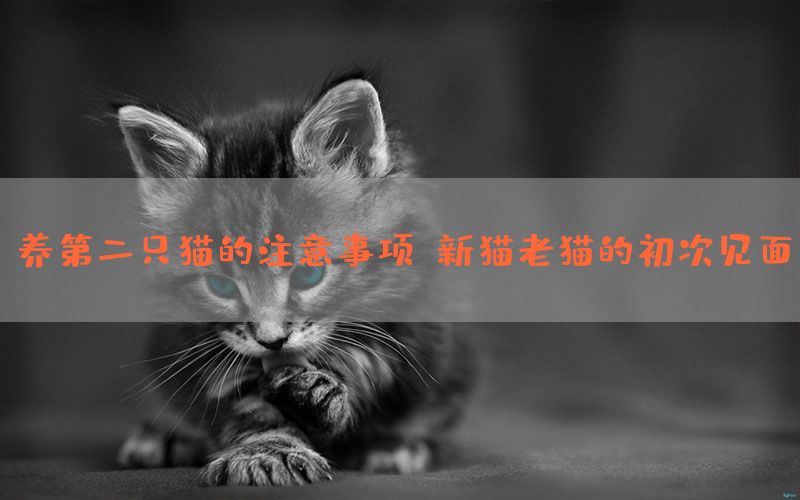 养第二只猫的注意事项，新猫老猫的初次见面