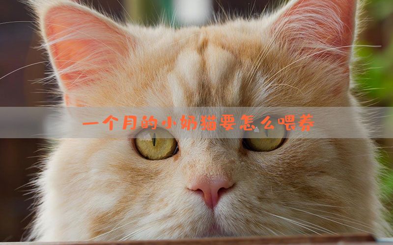 一个月的小奶猫要怎么喂养？(图1)