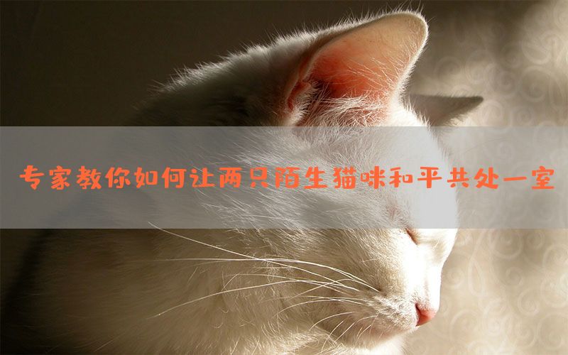 专家教你如何让两只陌生猫咪和平共处一室(图1)