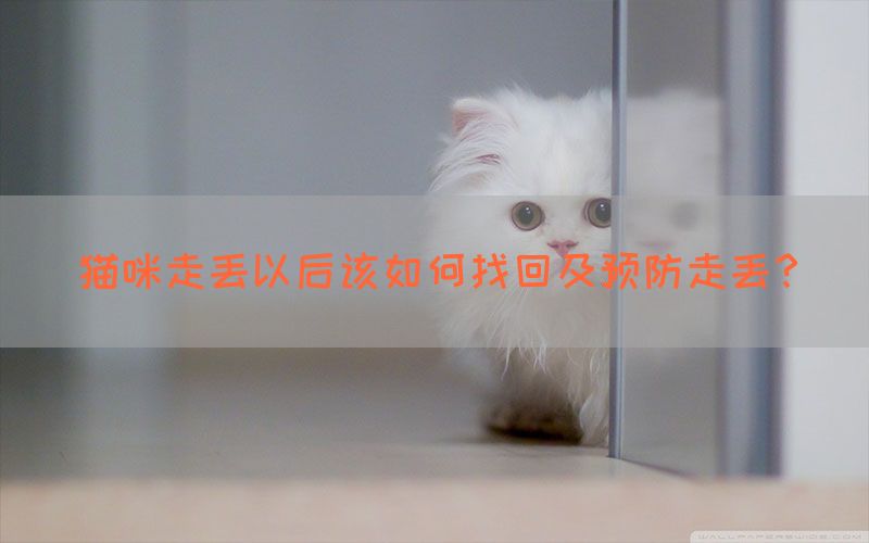 猫咪走丢以后该如何找回及预防走丢？