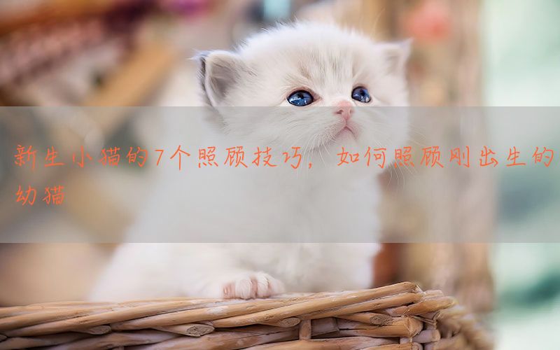 新生小猫的7个照顾技巧，如何照顾刚出生的幼猫