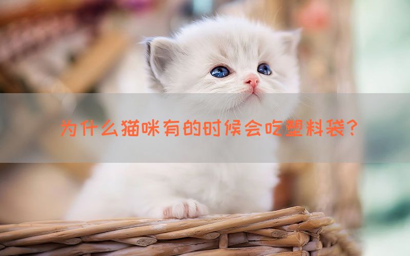 为什么猫咪有的时候会吃塑料袋？(图1)