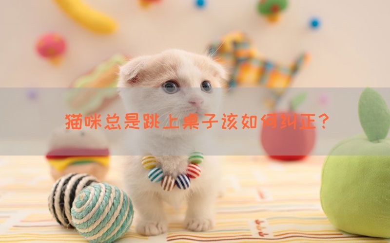 猫咪总是跳上桌子该如何纠正？(图1)