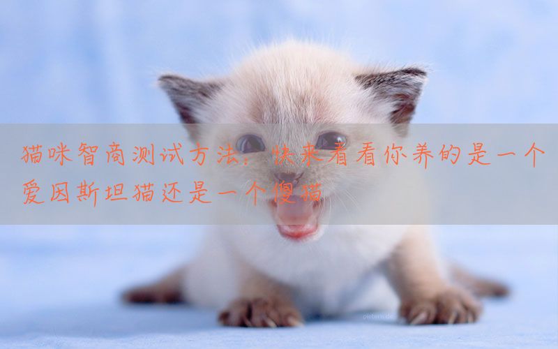 猫咪智商测试方法：快来看看你养的是一个爱因斯坦猫还是一个傻猫(图1)