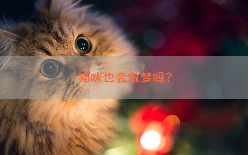 猫咪也会做梦吗？