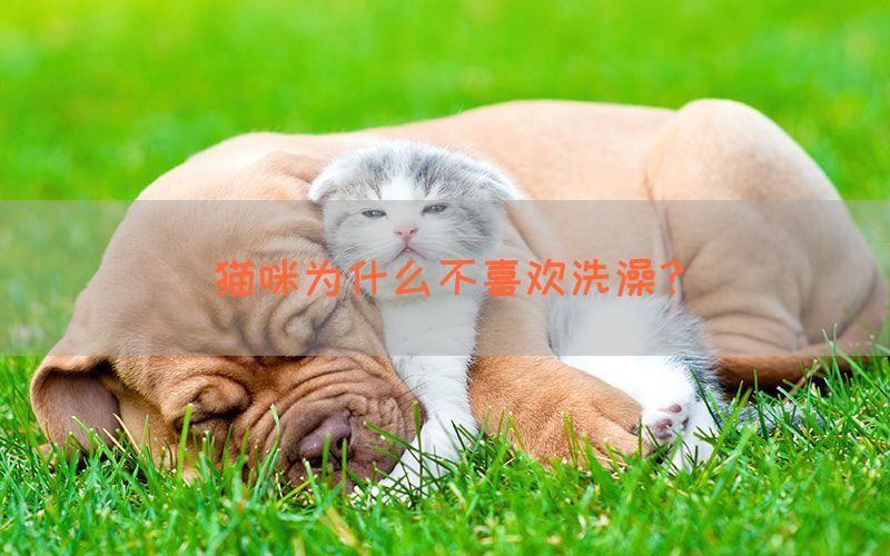 猫咪为什么不喜欢洗澡？(图1)