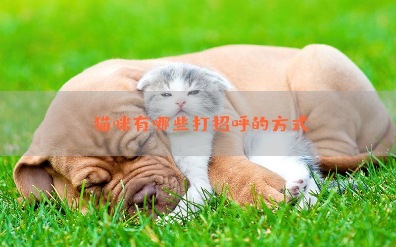 猫咪有哪些打招呼的方式(图1)