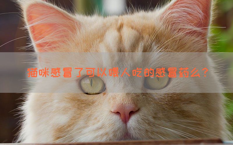 猫咪感冒了可以喂人吃的感冒药么？(图1)