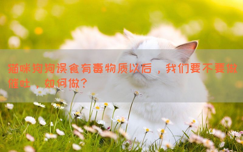 猫咪狗狗误食有毒物质以后，我们要不要做催吐，如何做？(图1)