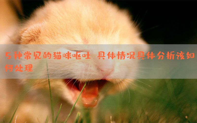 5种常见的猫咪呕吐：具体情况具体分析该如何处理