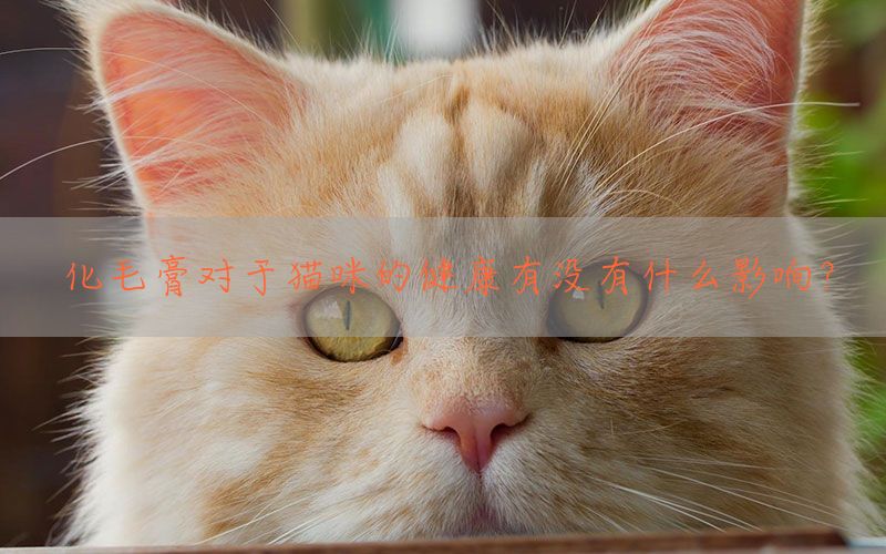 化毛膏对于猫咪的健康有没有什么影响？