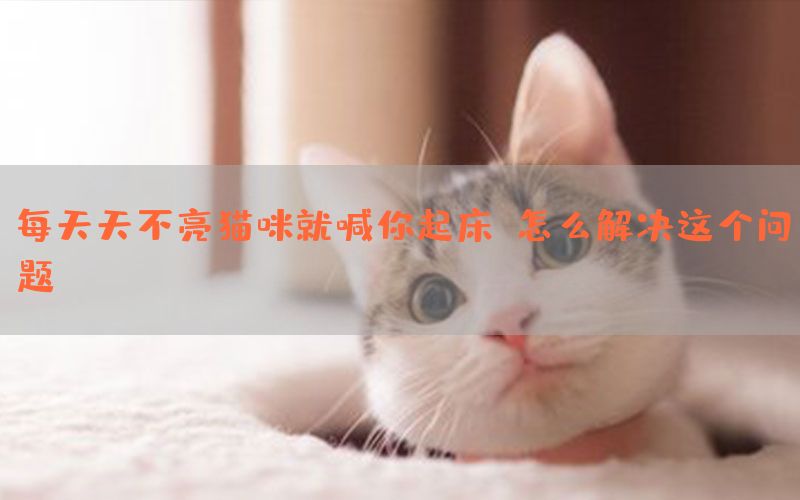 每天天不亮猫咪就喊你起床，怎么解决这个问题？