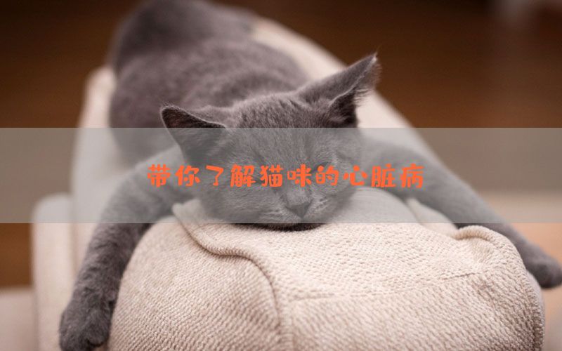 带你了解猫咪的心脏病(图1)