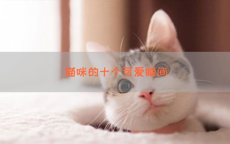 猫咪的十个可爱瞬间