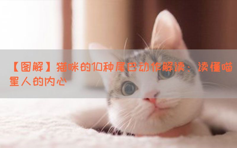 【图解】猫咪的10种尾巴动作解读：读懂喵星人的内心(图1)