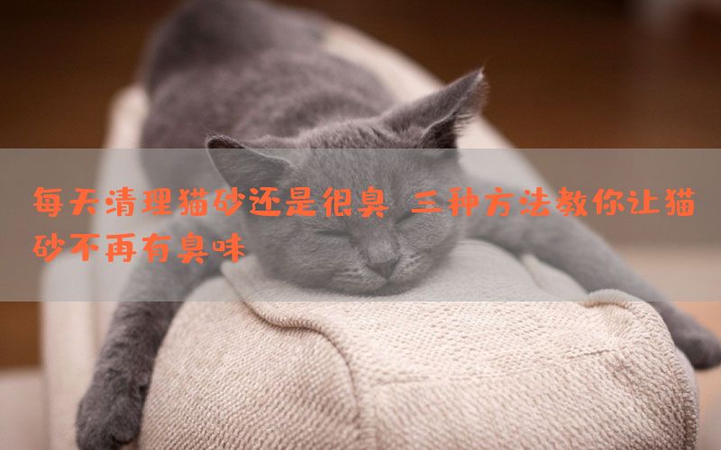 每天清理猫砂还是很臭，三种方法教你让猫砂不再有臭味(图1)