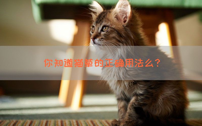 你知道猫草的正确用法么？(图1)