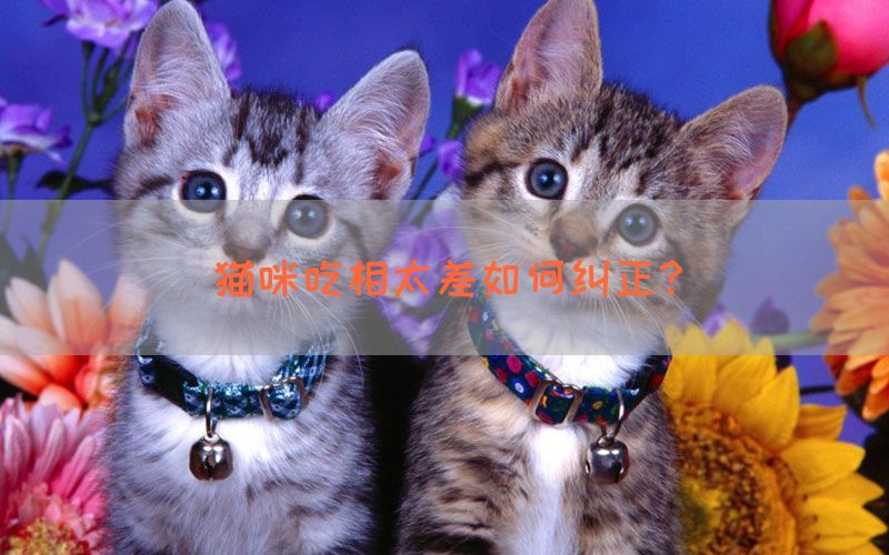 猫咪吃相太差如何纠正？(图1)