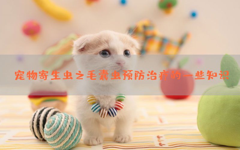 公猫和母猫性格大不同：公猫像长不大的孩子