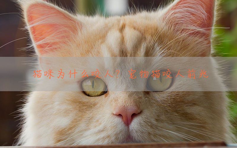 猫咪为什么咬人？宠物猫咬人前兆