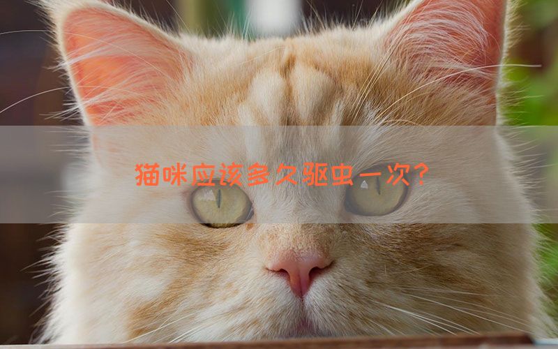 猫咪应该多久驱虫一次？(图1)