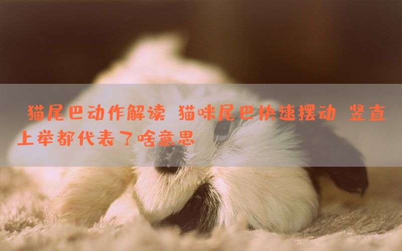 【猫尾巴动作解读】猫咪尾巴快速摆动、竖直上举都代表了啥意思？