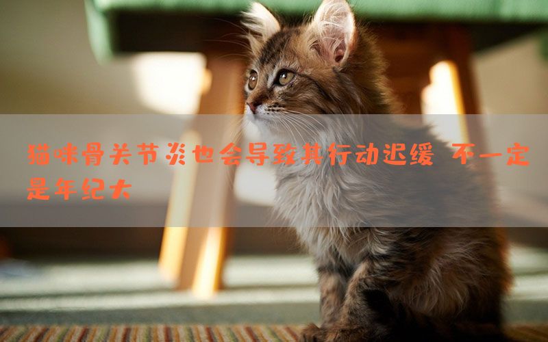 猫咪骨关节炎也会导致其行动迟缓，不一定是年纪大