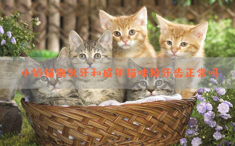 小奶猫换乳牙和成年猫咪掉牙齿正常吗？(图1)