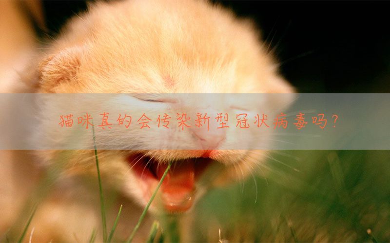 猫咪真的会传染新型冠状病毒吗？