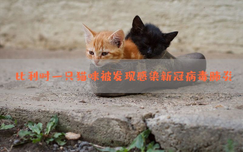 比利时一只猫咪被发现感染新冠病毒肺炎(图1)