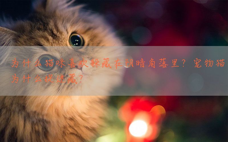 为什么猫咪喜欢躲藏在阴暗角落里？宠物猫为什么捉迷藏？(图1)