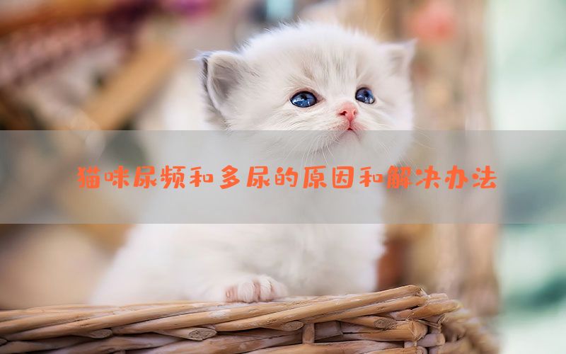 猫咪尿频和多尿的原因和解决办法(图1)