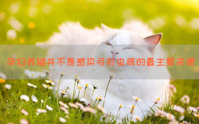 孕妇养猫并不是感染弓形虫病的最主要来源